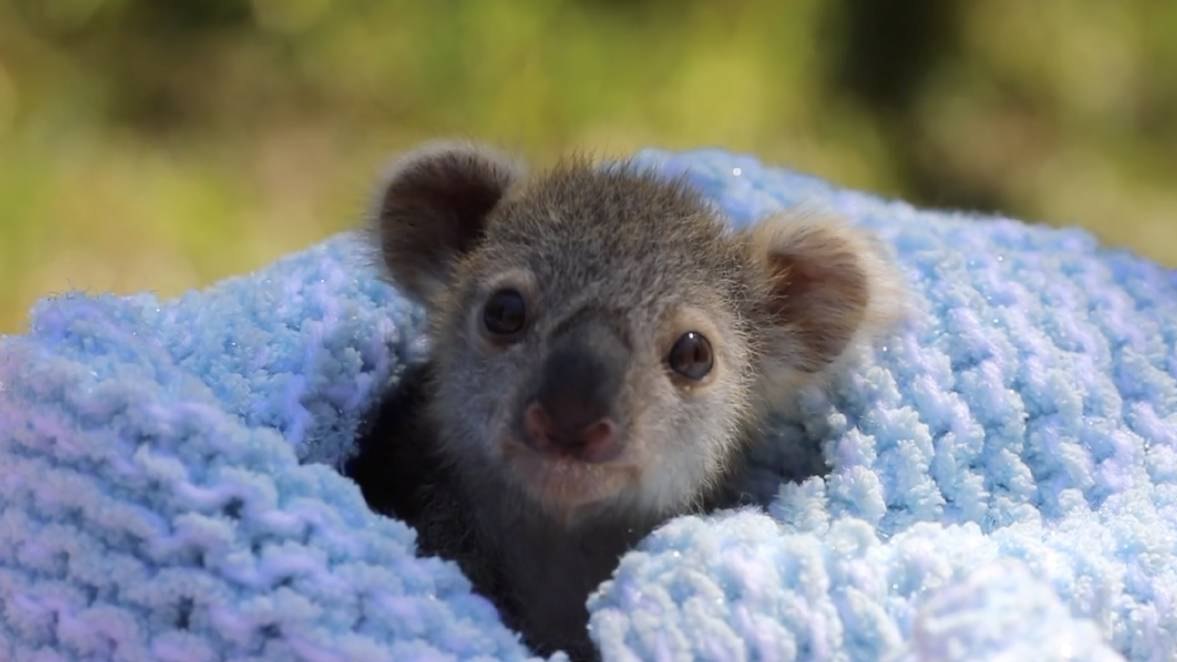 Is this the world's cutest animal? | OverSixty