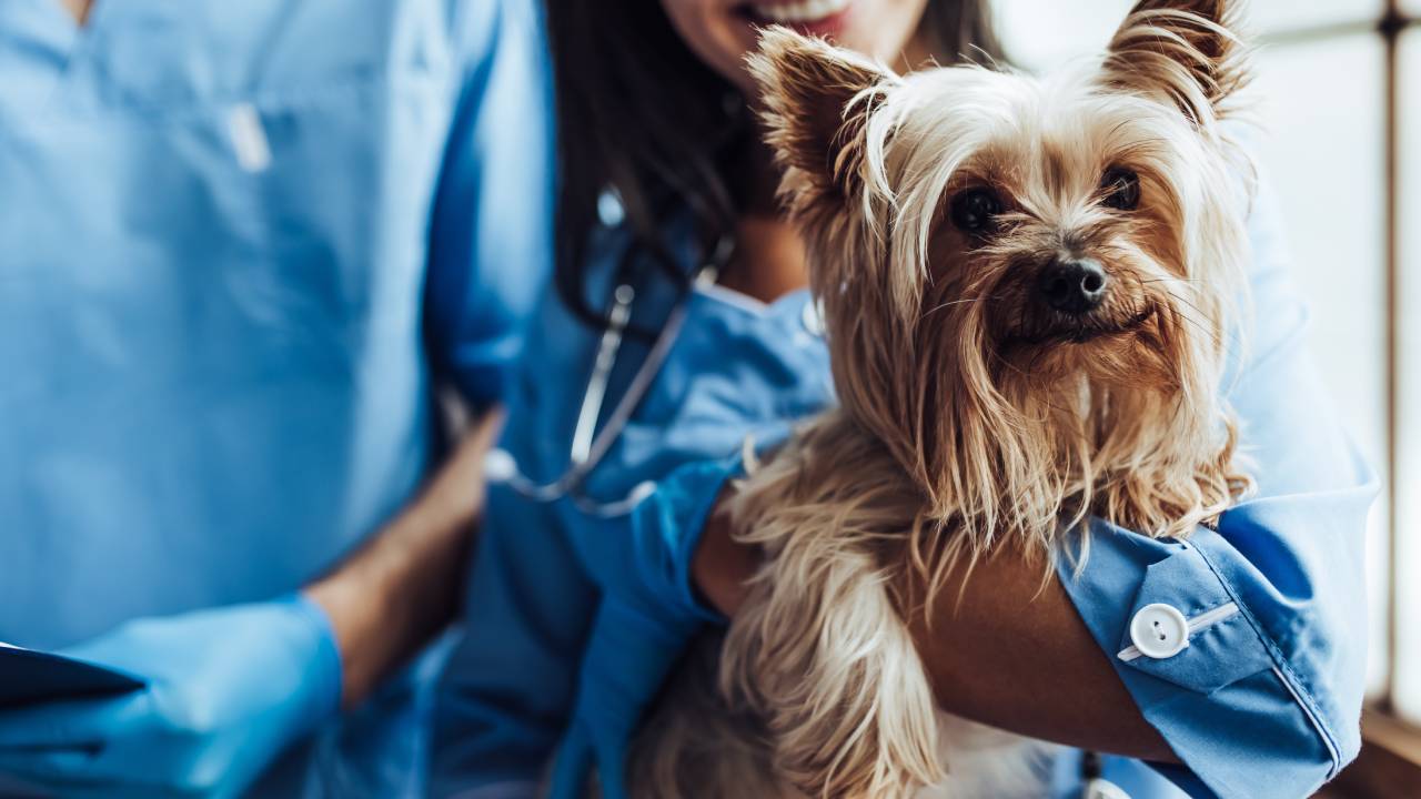 5 secrets your vet won’t tell you