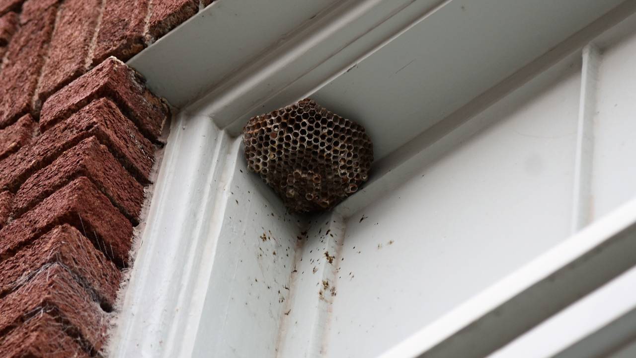 How to handle a wasp infestation