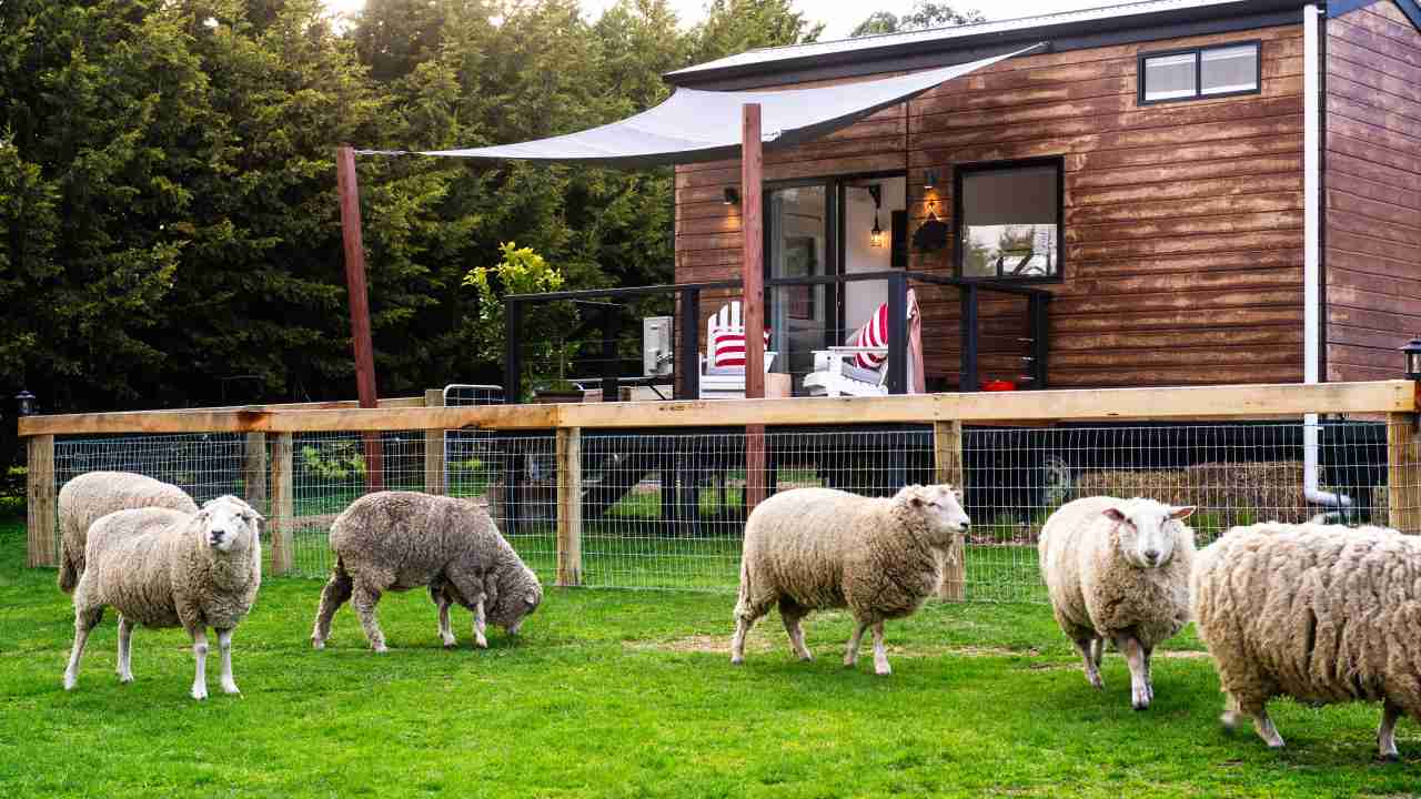 Dream retreat: The country farmstay that comes with 500 animal residents