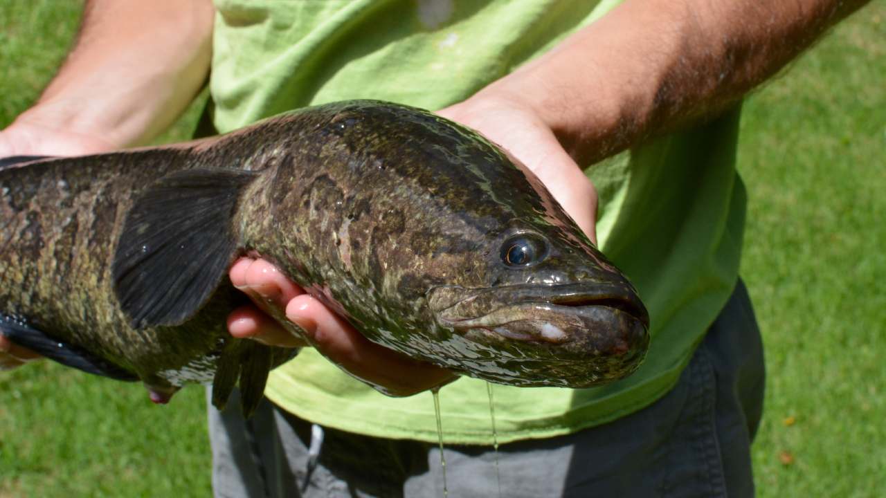 Walking nightmare: Invasive fish that moves and breathes on land