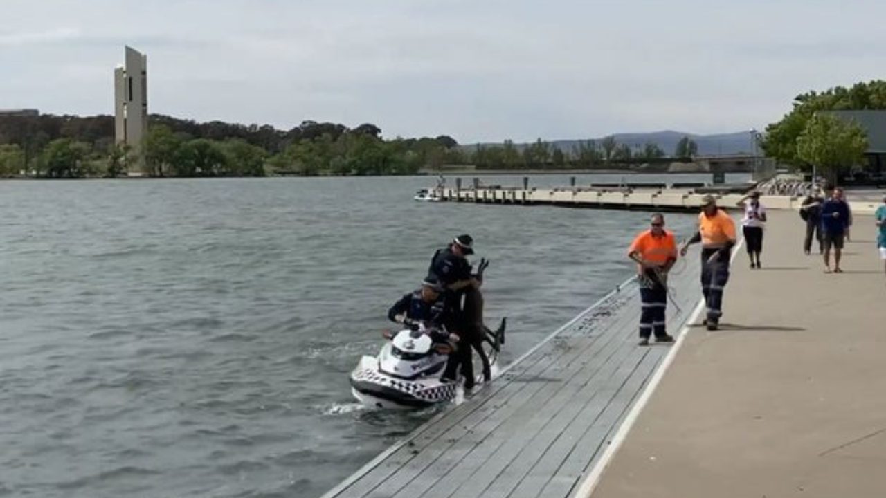 Hopping wet: Stubborn kangaroo jumps back into river after police rescue