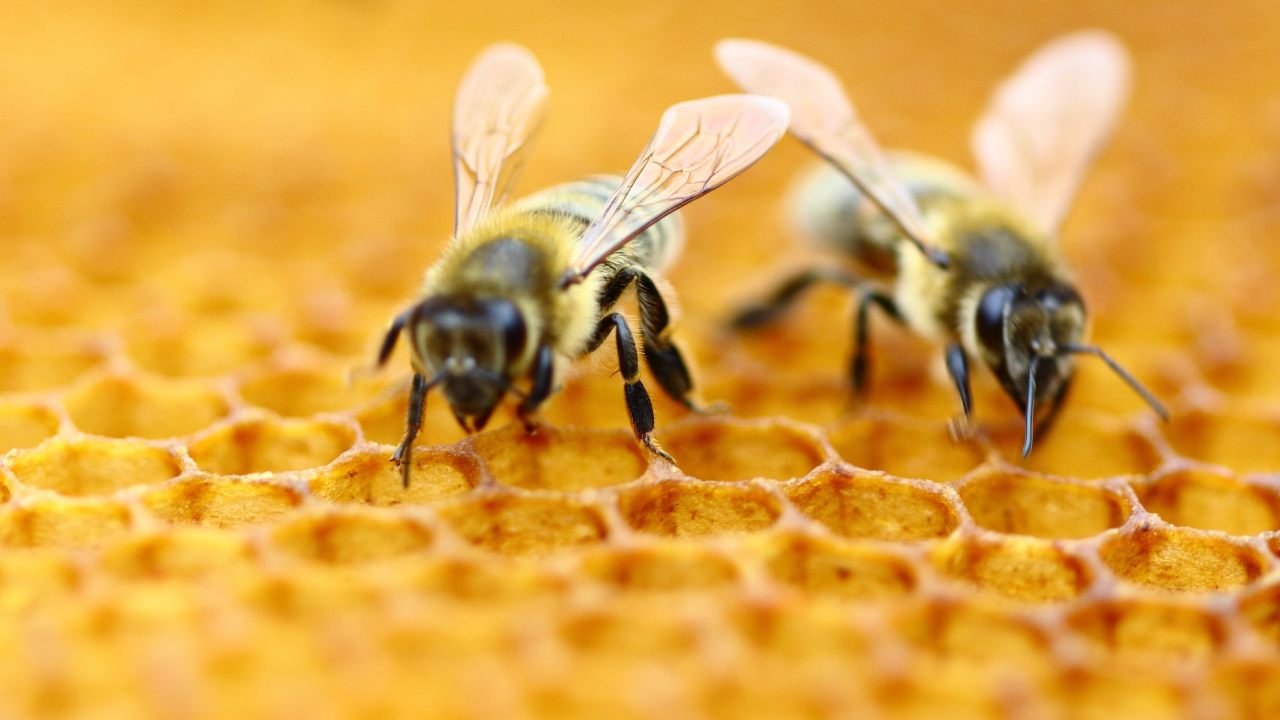 Bees are smarter than we thought and can learn more if they're trained the "right way"