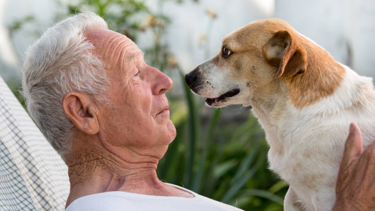 New studies reveal dogs are good for our heart health