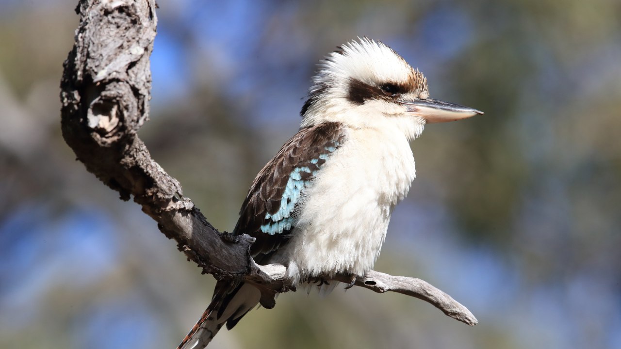 Brutal killing of a beloved kookaburra deemed not to be an offence by RSPCA 