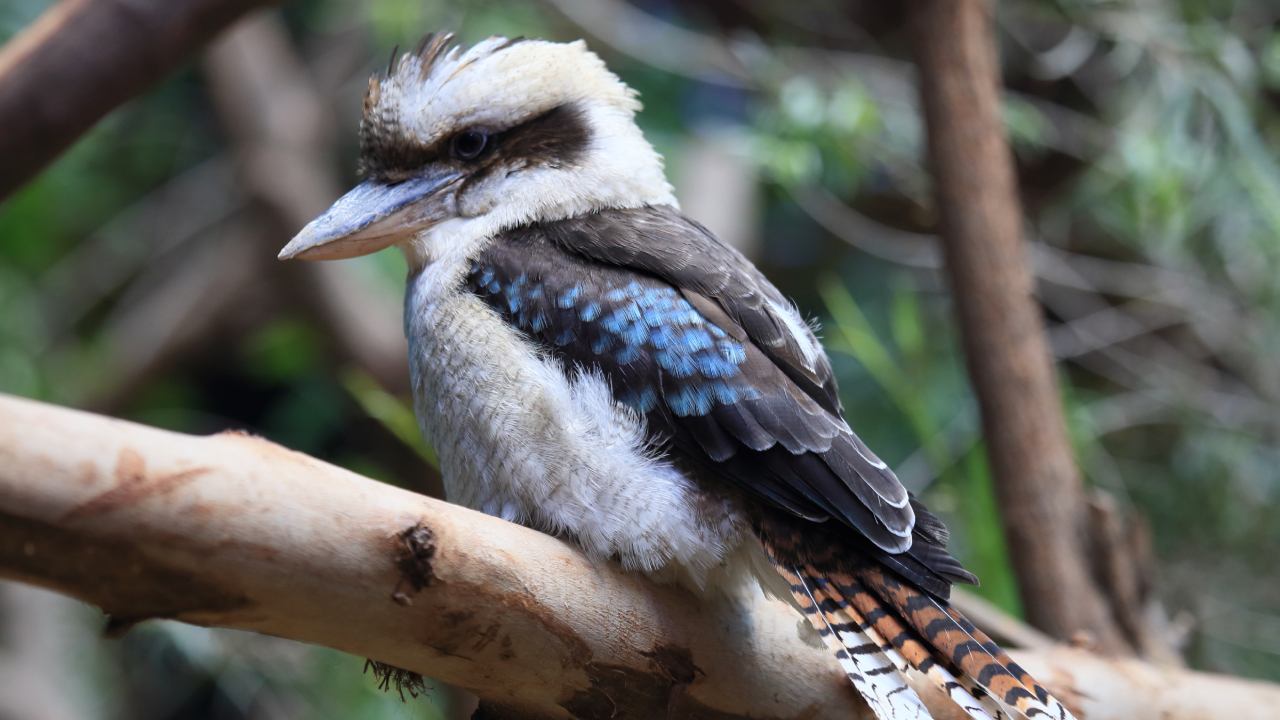 Justice for Kevin: Man who tore kookaburra's head off could face prosecution