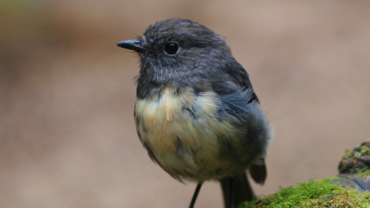 How this New Zealand songbird provides insights into cognitive evolution