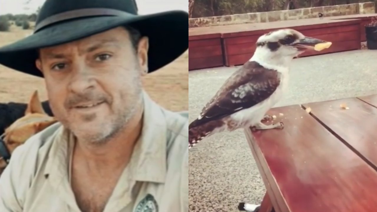 “Dangerous nuisance animal”: Man accused of ripping kookaburra's head off named and shamed