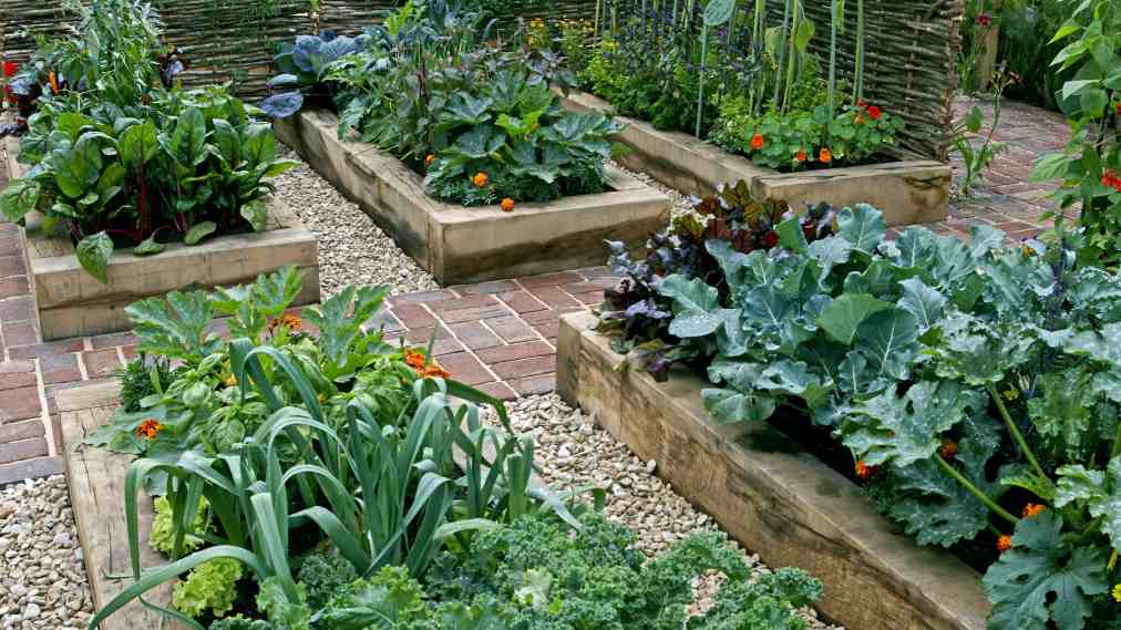 How to create an edible garden with Indira Naidoo