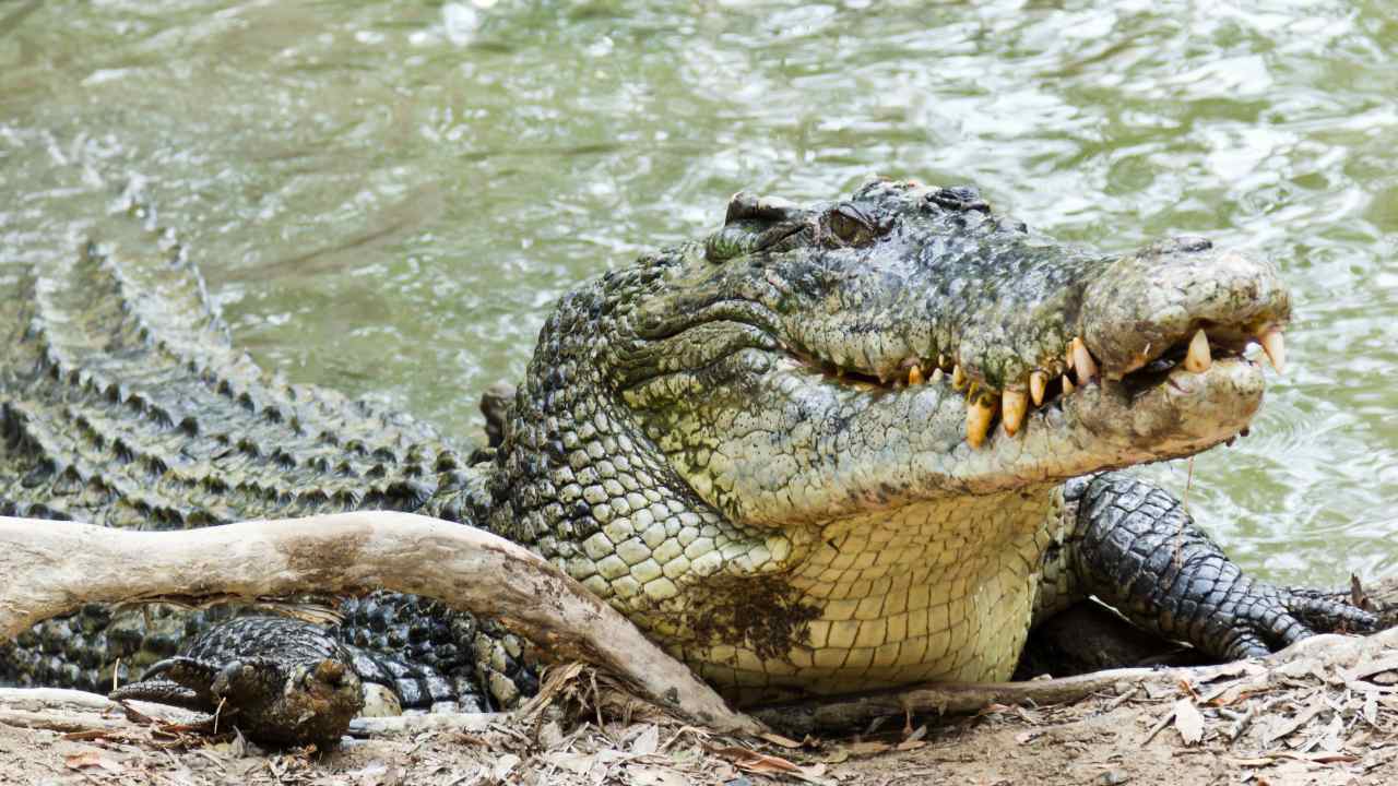 Man attacked by 2.5 metre croc used this tip to escape