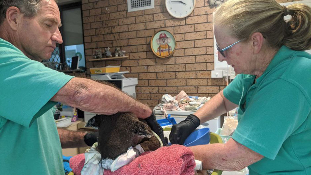 Dozens of koalas burned in bushfire nursed back to health in couple’s home