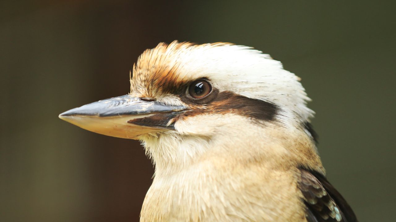 Kevin the Kookaburra's killer receives maximum penalty