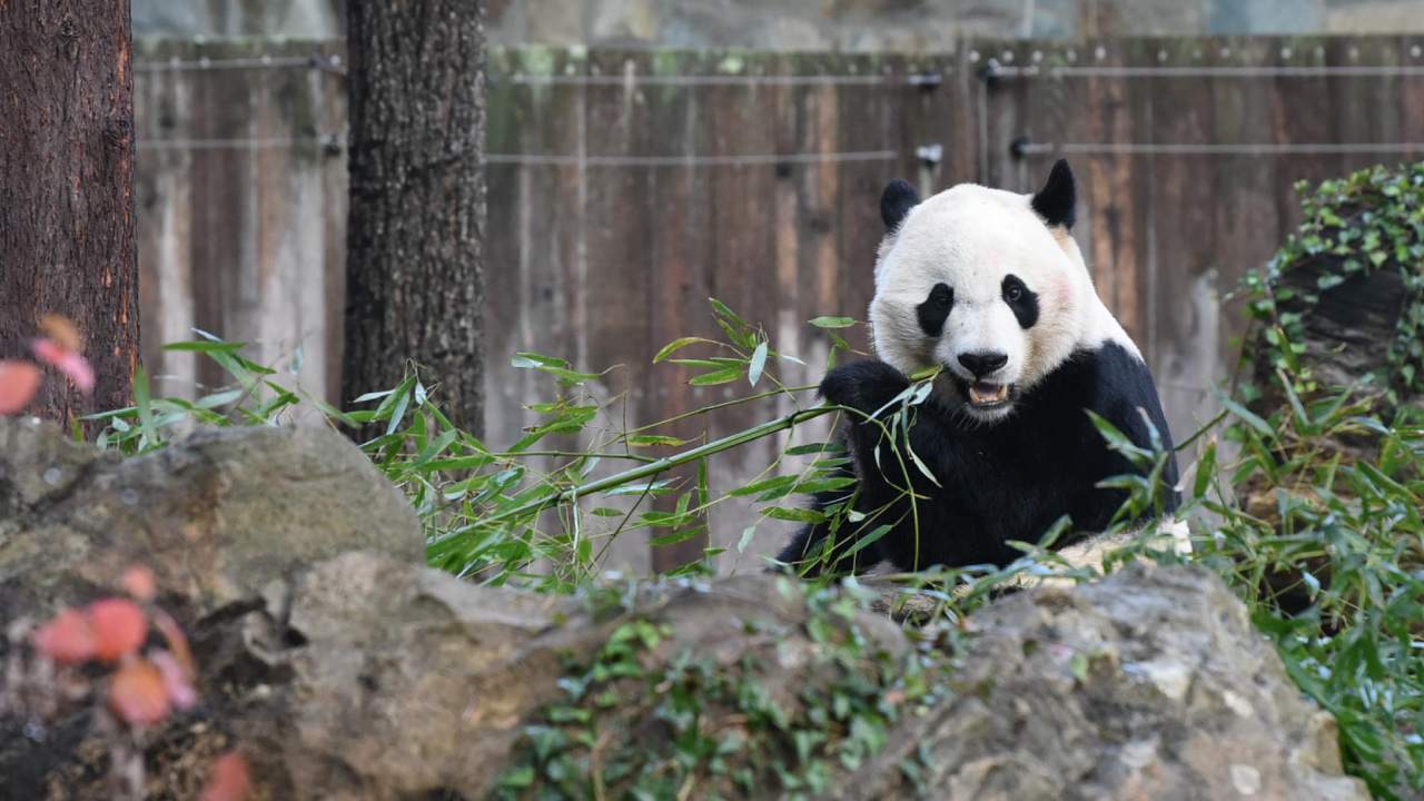 Bei Bei the giant panda leaves Washington for China