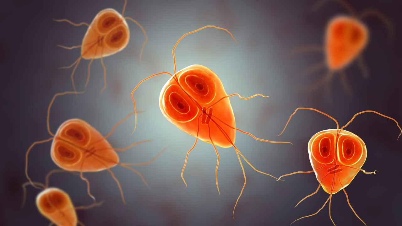 What are parasites and how do they make us sick?