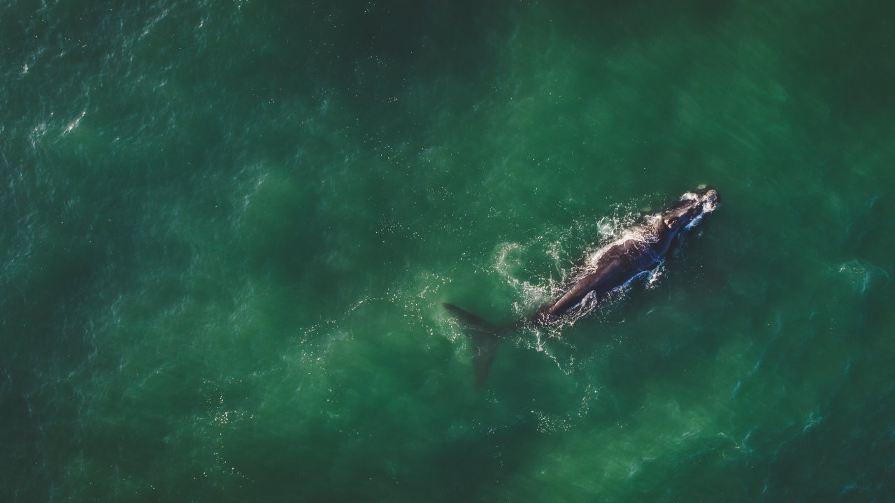 High-tech fishing gear could help save endangered right whales