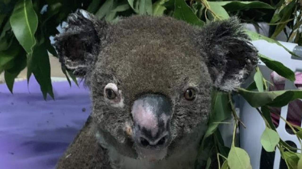 Lewis the koala put to sleep in hospital after horrific bushfire burns