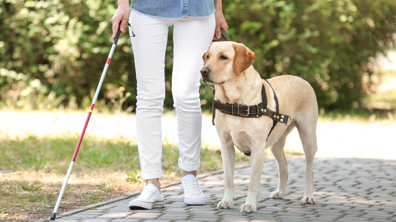 How guide dogs know where their owners want them to go