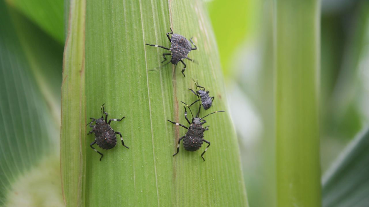 4 easy steps to get rid of stink bugs