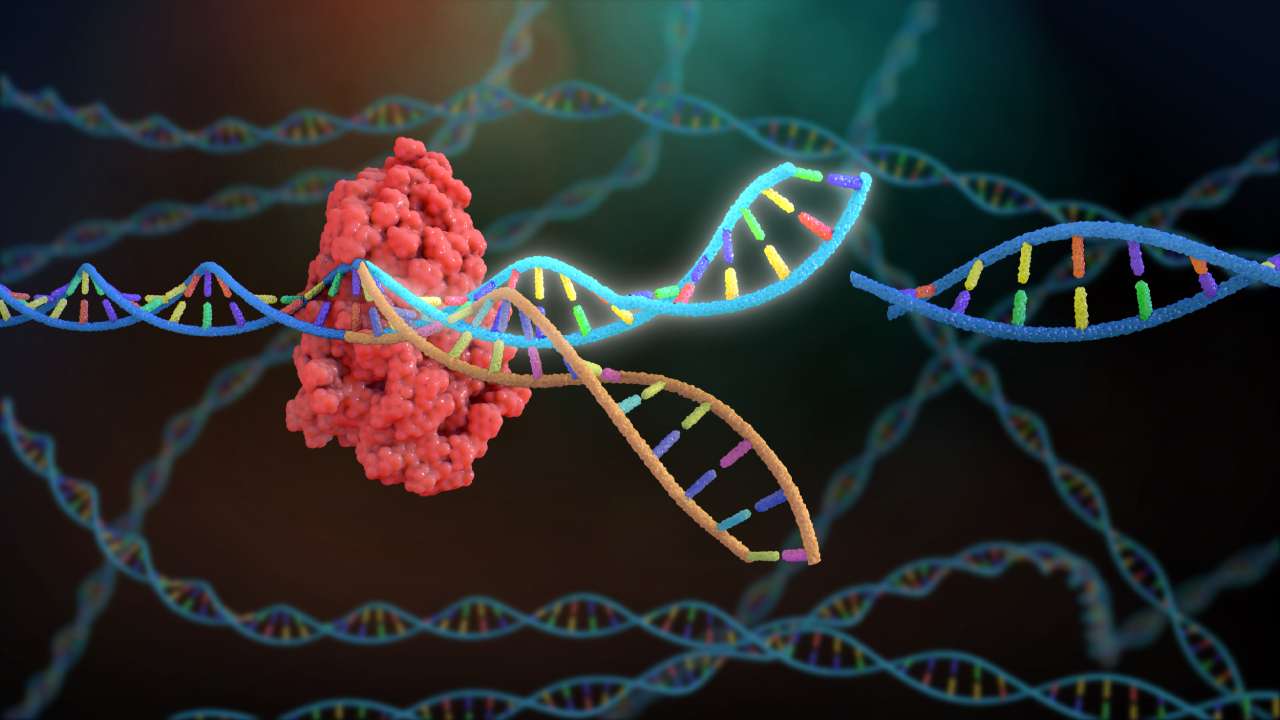 China's failed gene edited baby experiment proves we're not ready for human embryo modification
