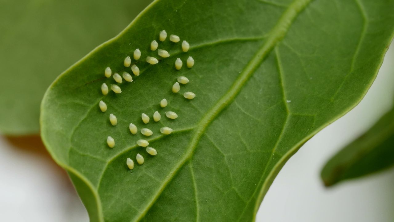 How to eradicate aphids