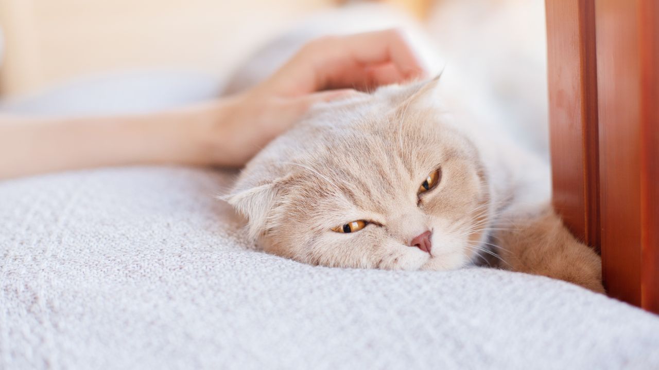 How to keep your cat happy indoors according to science