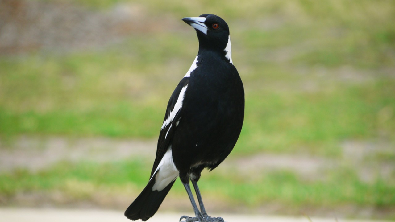 How magpies can form friendships with people