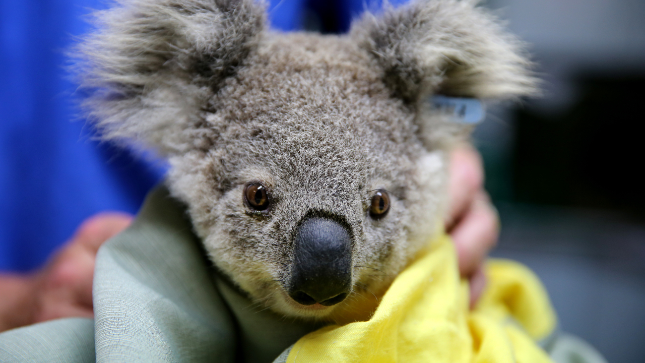 Koala Hospital overwhelmed with support after fires