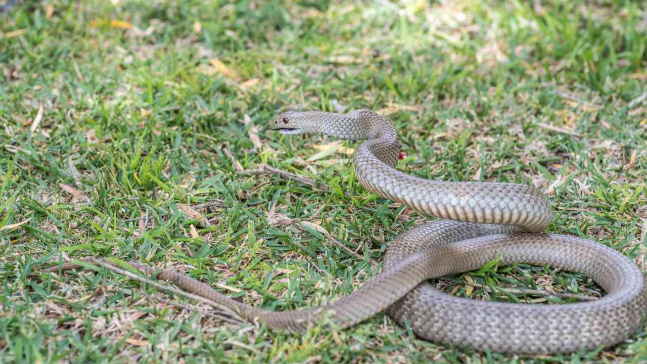 Teachers saved student’s life after highly venomous snake bite