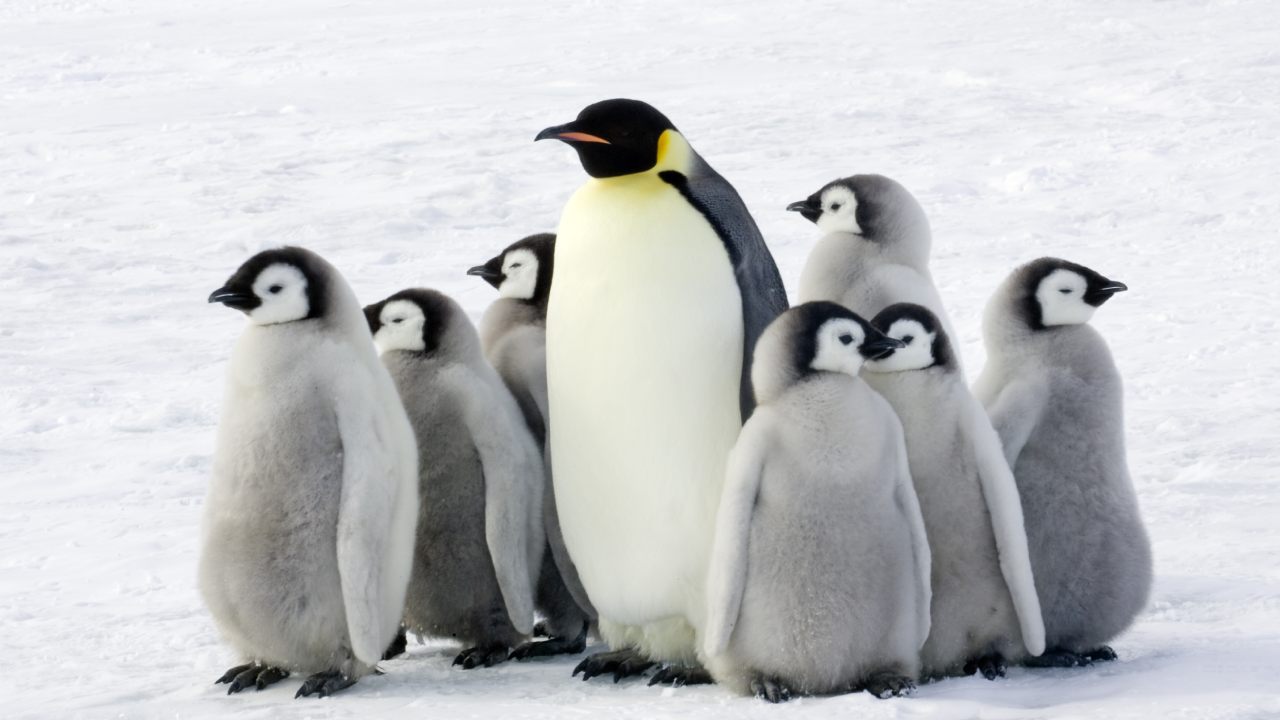 Genetics reveal that Antarctica was once too cold for penguins