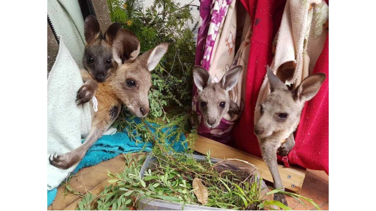 Knitters unite to sew pouches for injured wildlife