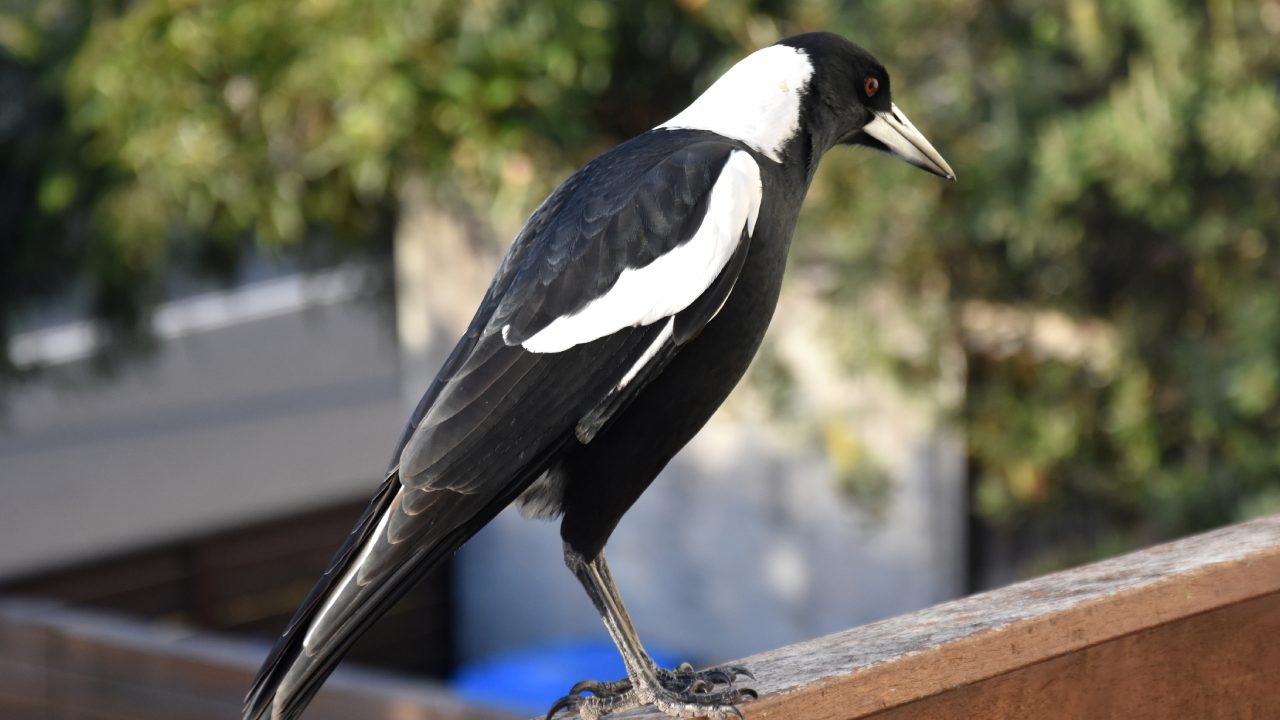 How do magpies detect worms and other food underground?