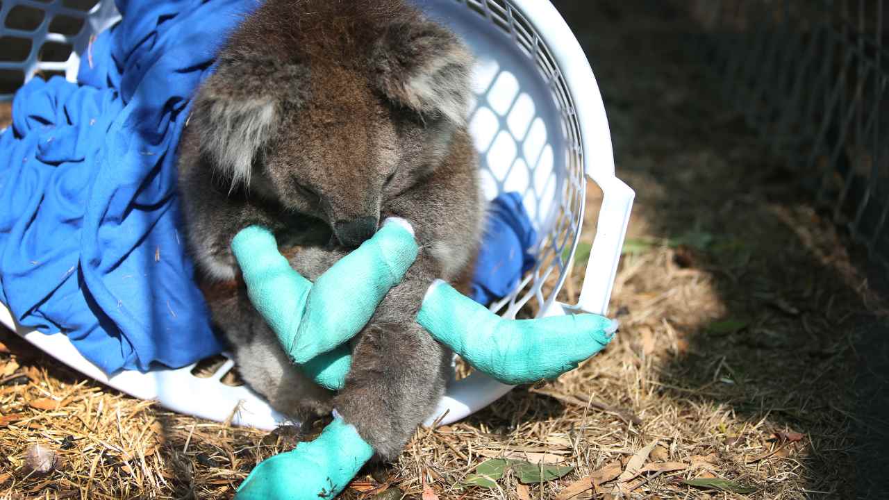 Koalas are the face of Australian tourism: what now after the fires?