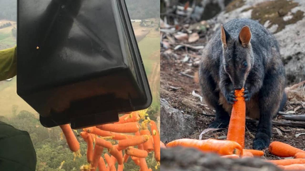 Carrots and sweet potatoes dropped from helicopters to feed fire-affected wallabies