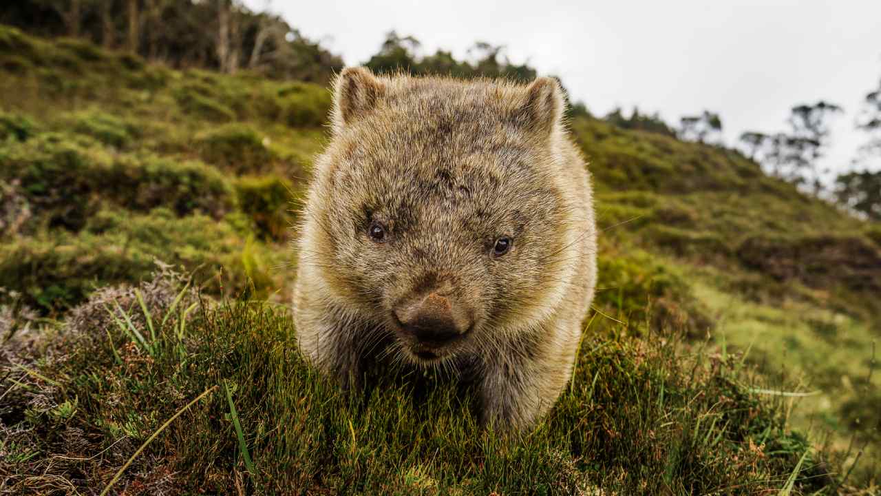 Tales of wombat "heroes" are unfortunately not true
