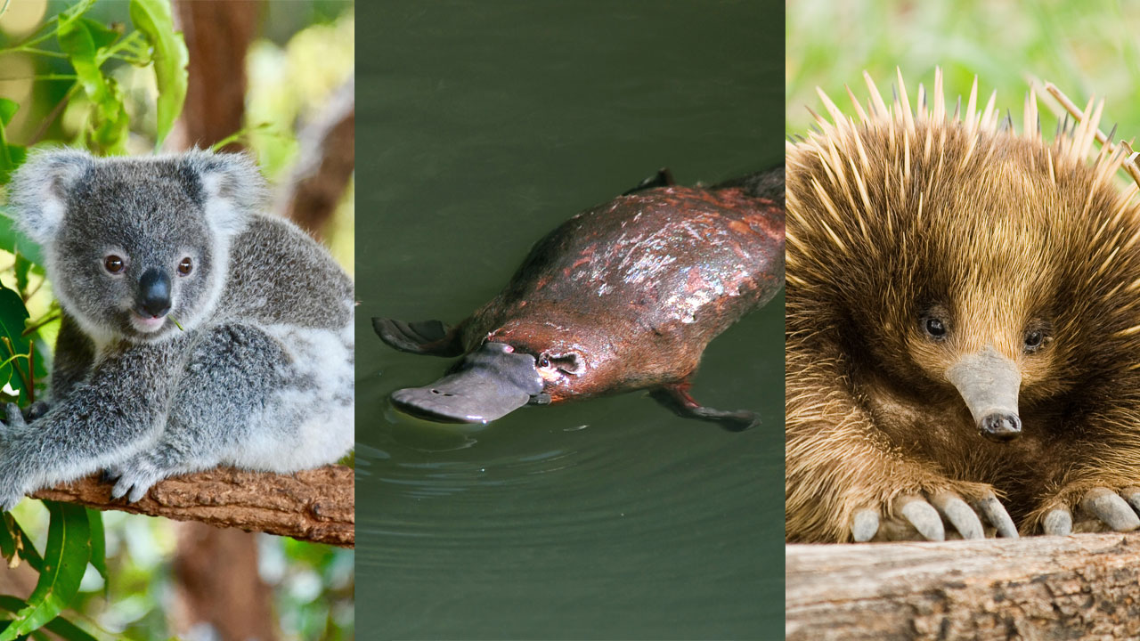 “On the brink of extinction”: The iconic Aussie animal set to vanish within 50 years