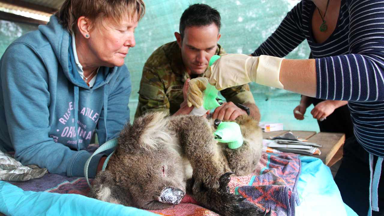 Devastating scenes for wildlife rescuers at Kangaroo Island