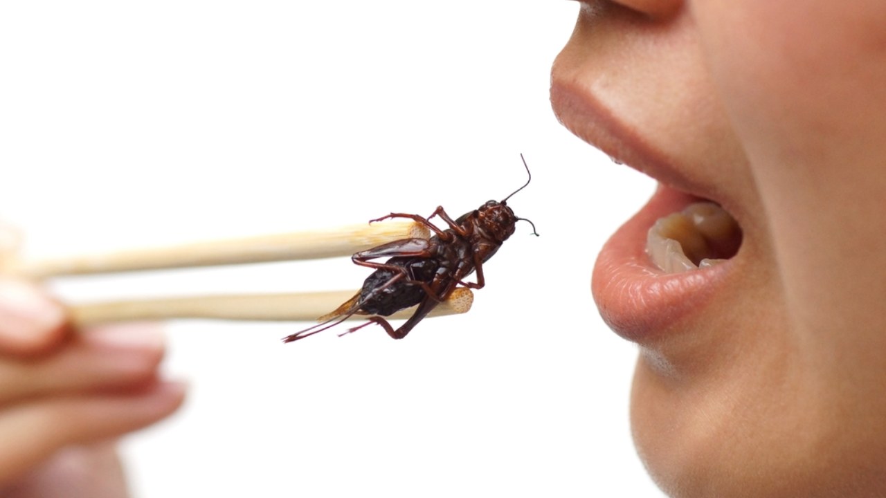Why eating insects is good for you