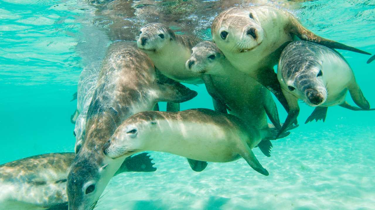New technology can help understand the decline in Australian sea lions