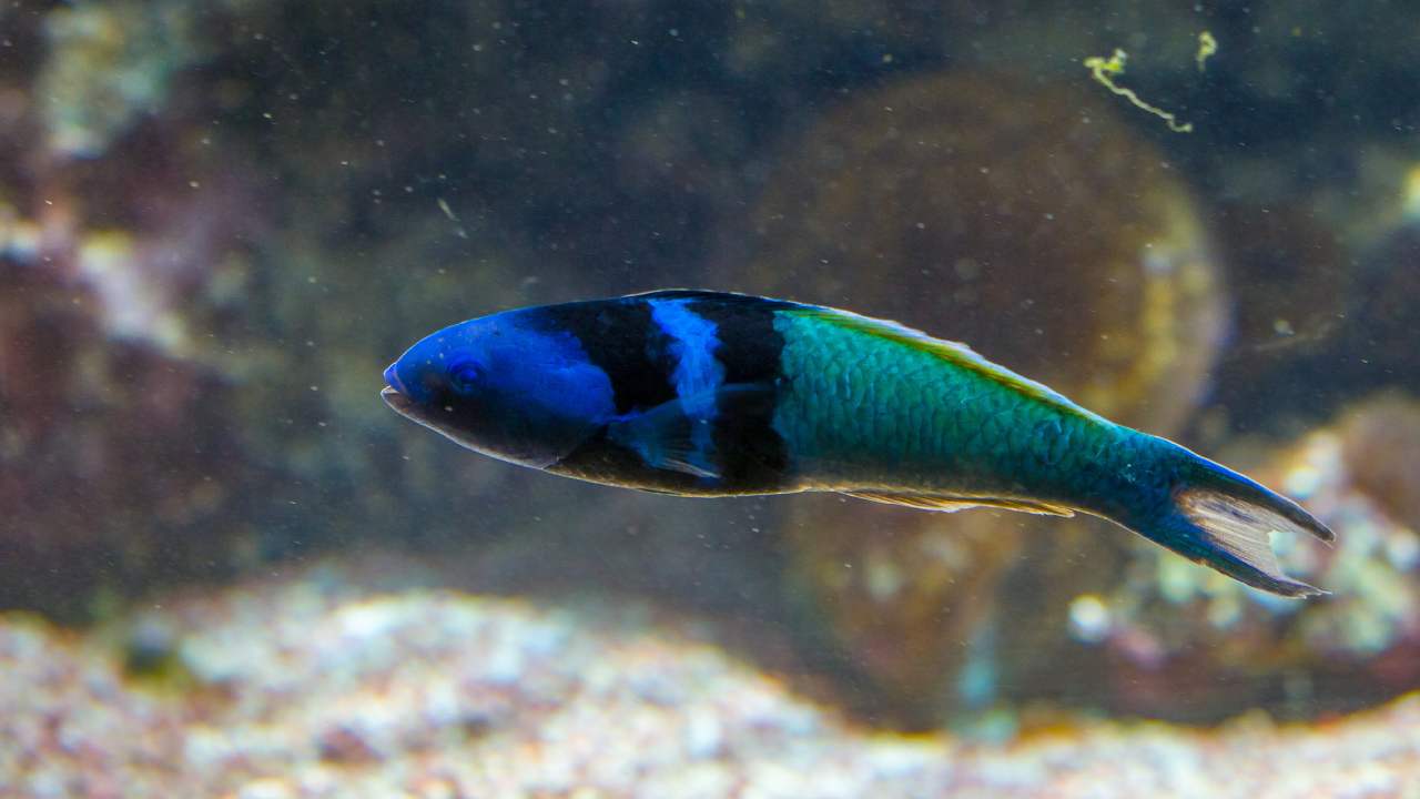 What we learn from a fish that can change sex in just ten days