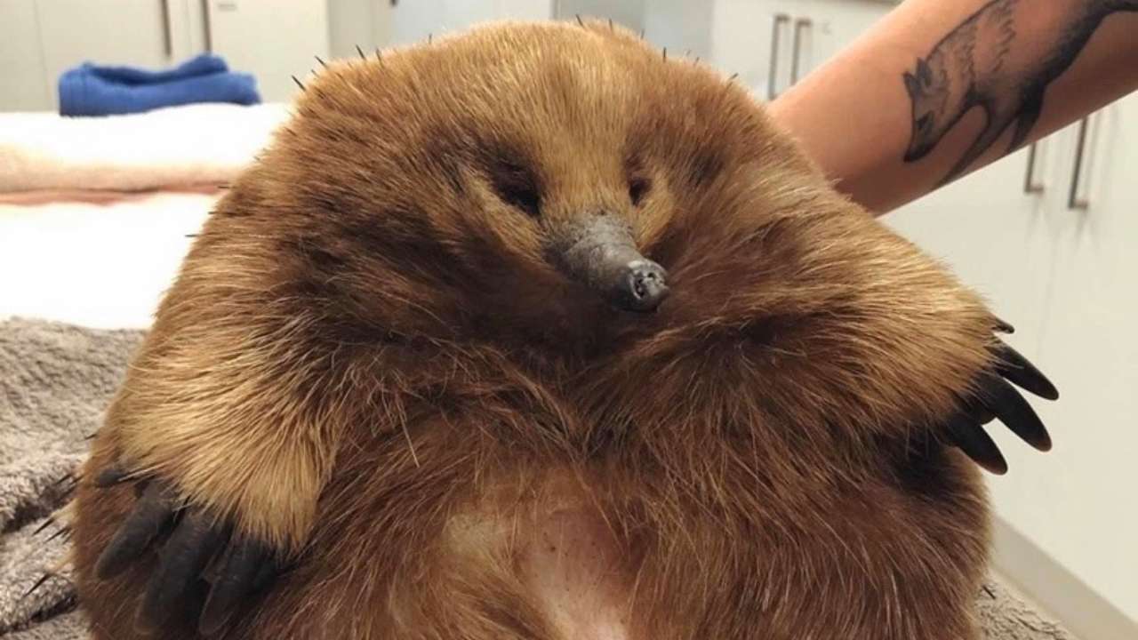 Massive echidna survives being clipped by a car
