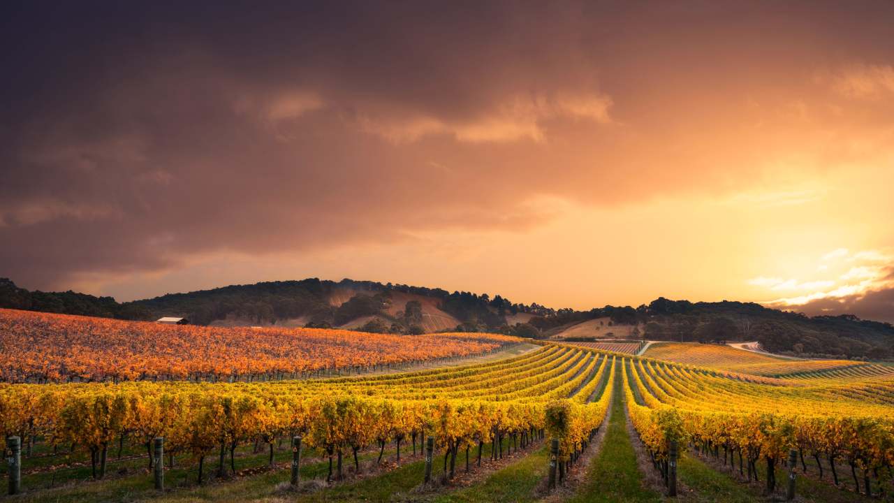 Climate change is beating Aussie winemakers
