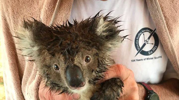 Hundreds of koalas brutally murdered during routine logging