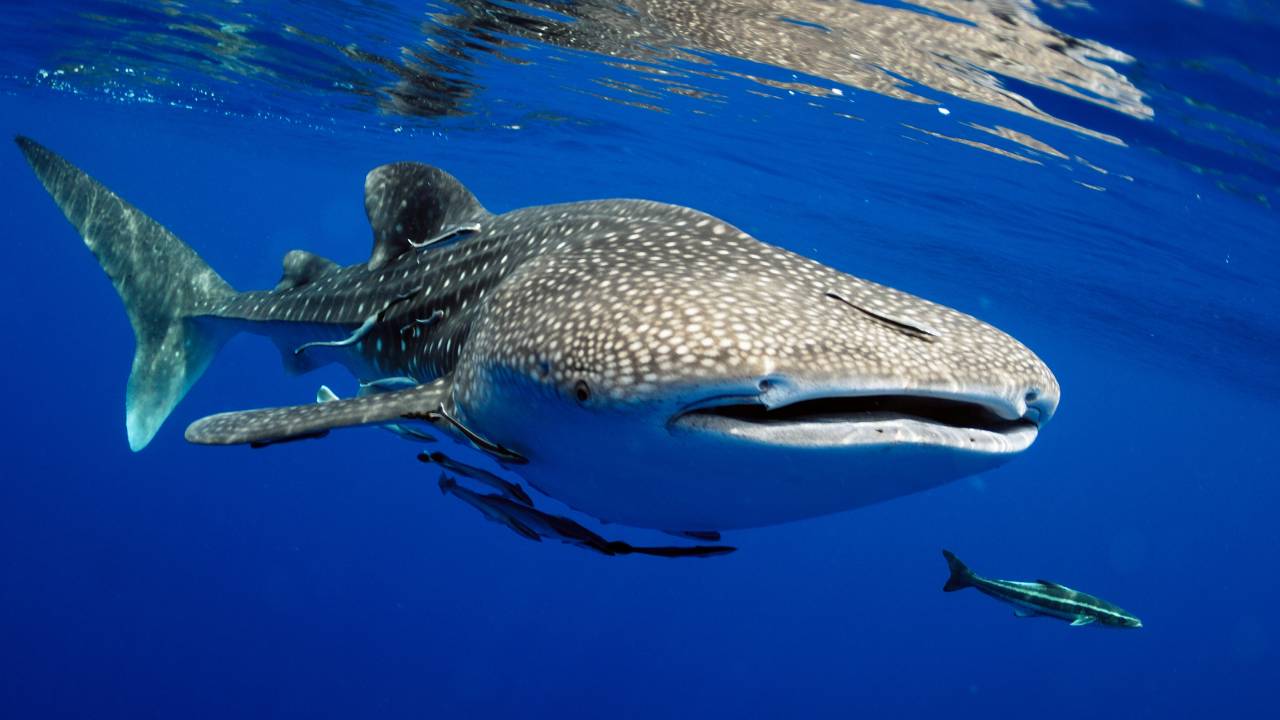 Sharp increase in whale shark injuries might be due to boat encounters