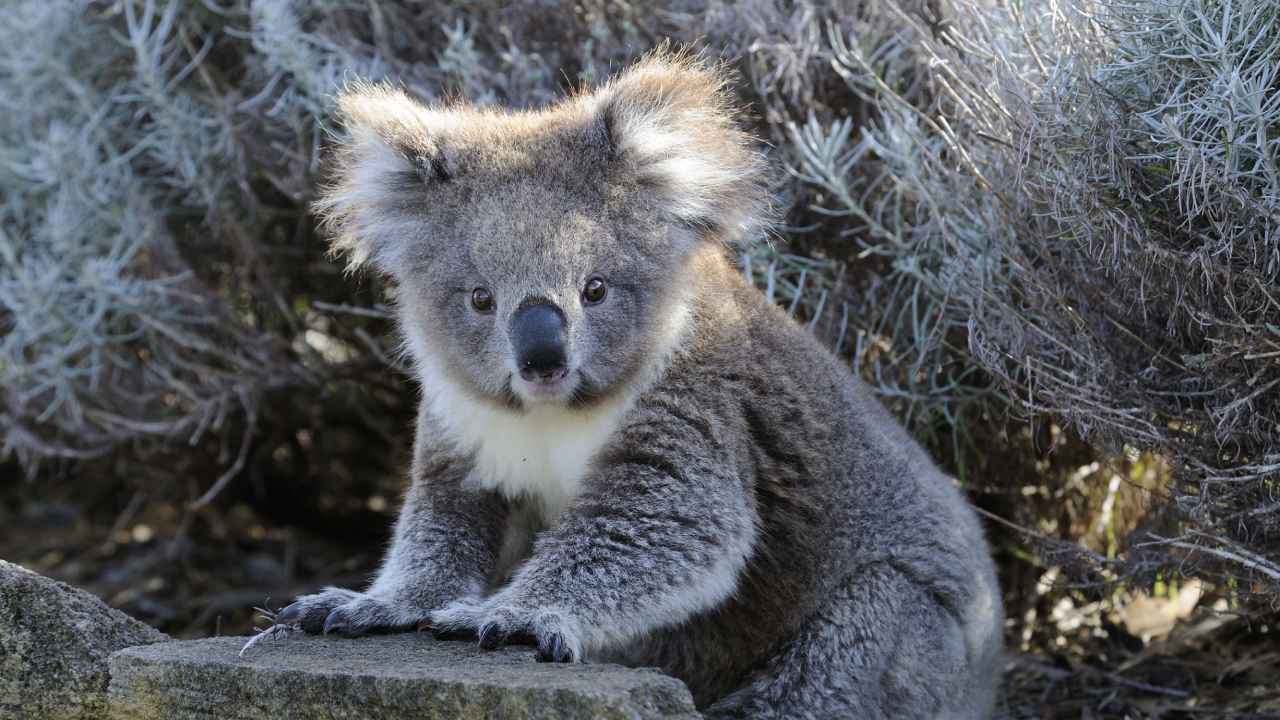 “I’ve got nothing to hide”: Man accused of koala massacre speaks out