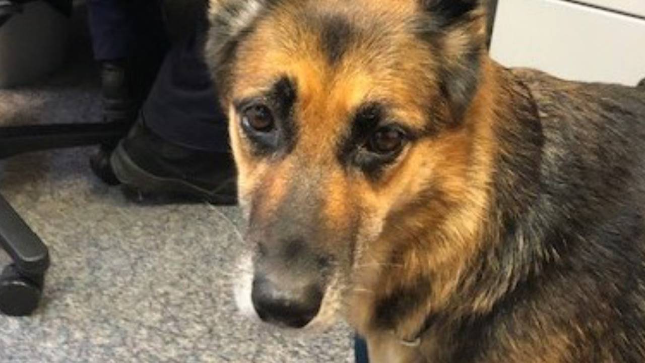 Dog treads water for 11 hours and leads police to life-saving discovery