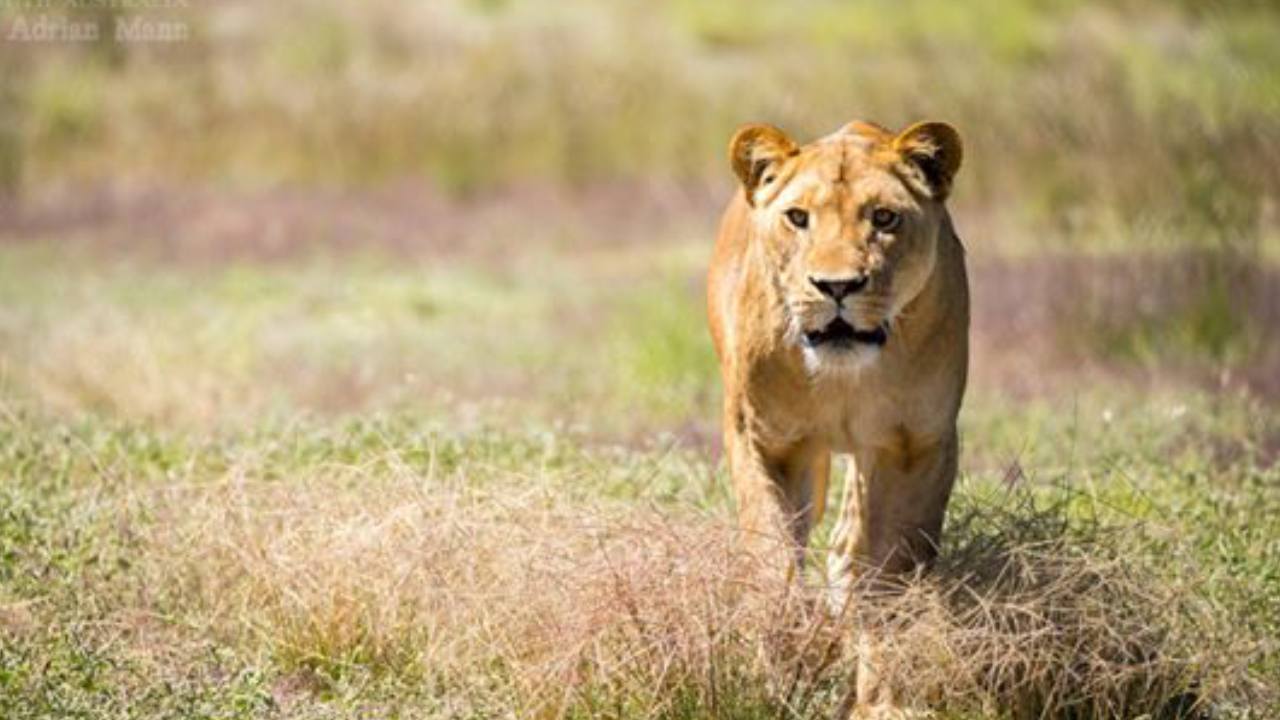 South Australian zoo tragedy after lioness loses five cubs