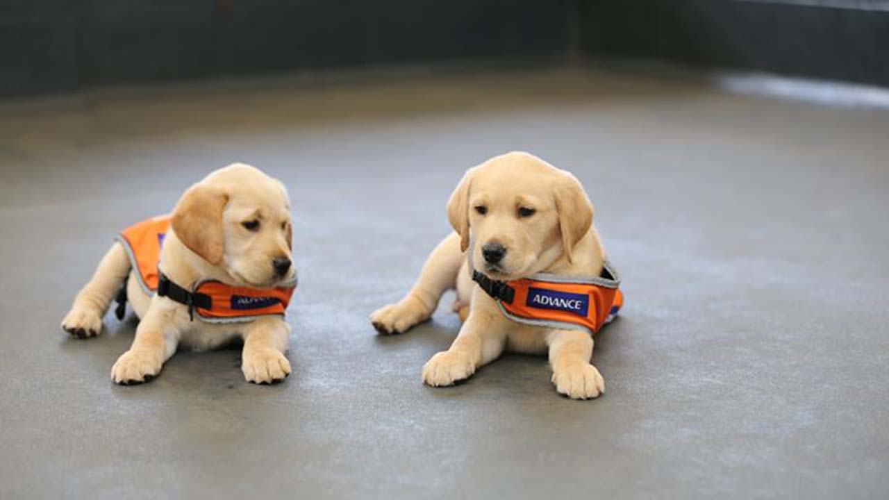 “We simply cannot continue”: Guide Dogs Queensland beg for help