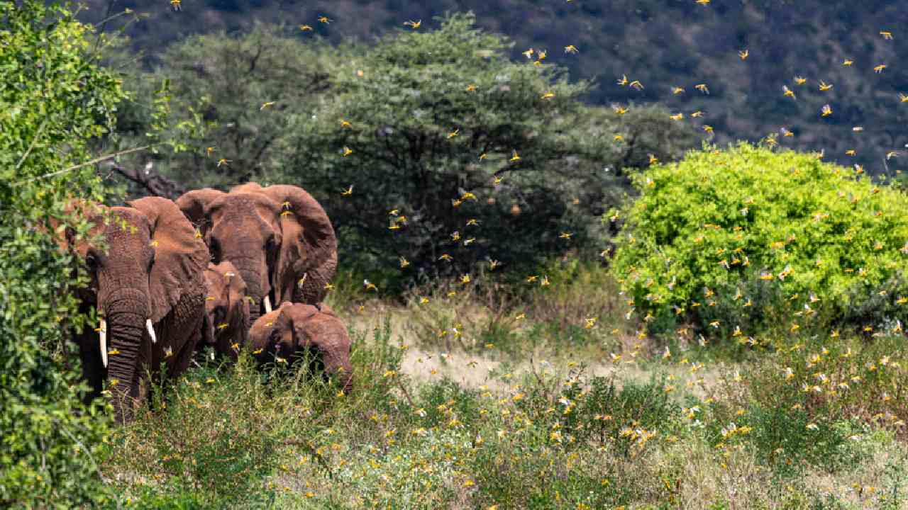 The other outbreak engulfing eastern Africa