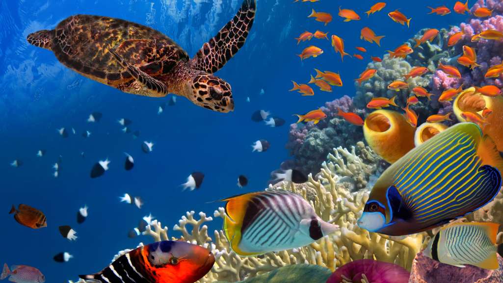 Why marine protected areas are often not where they should be | OverSixty