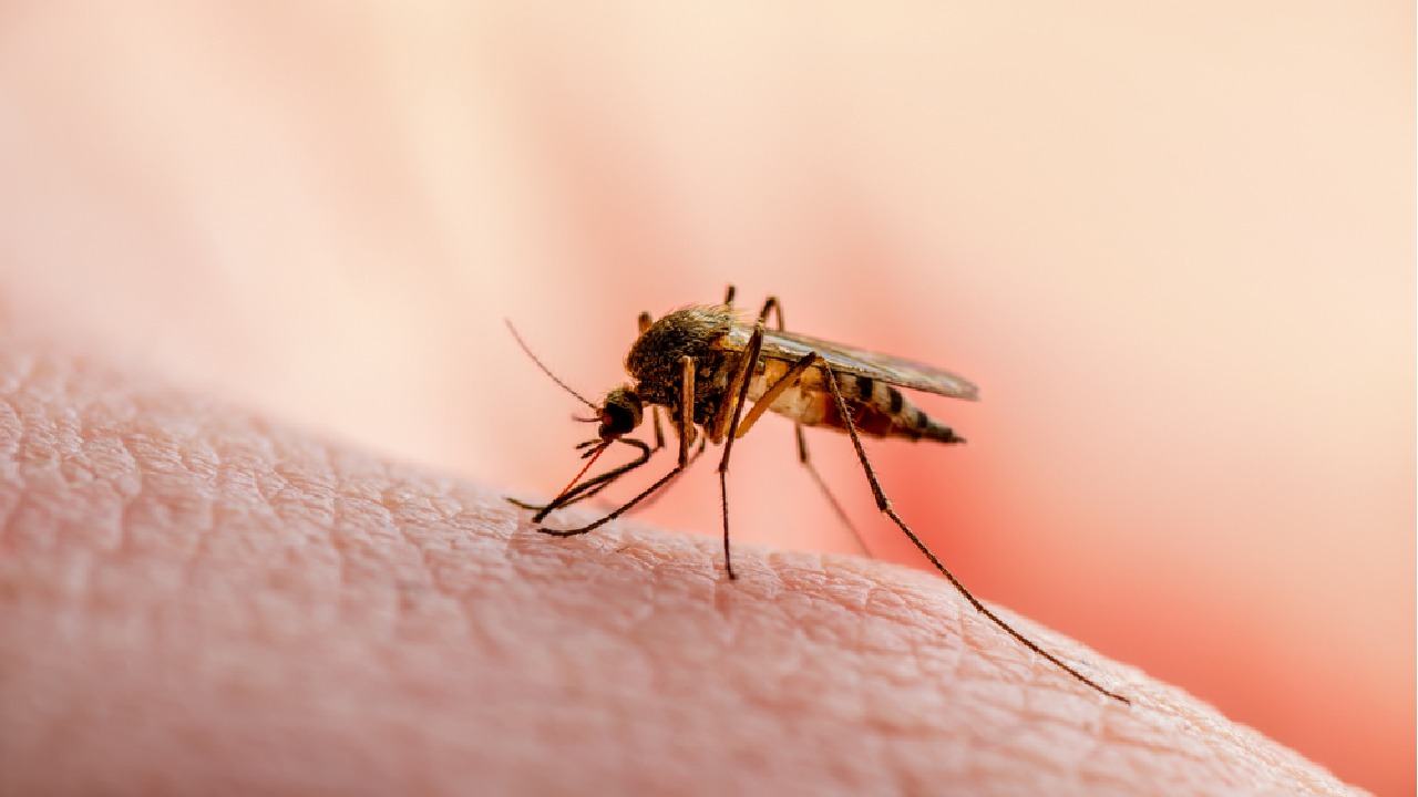 Can mosquitoes spread coronavirus?